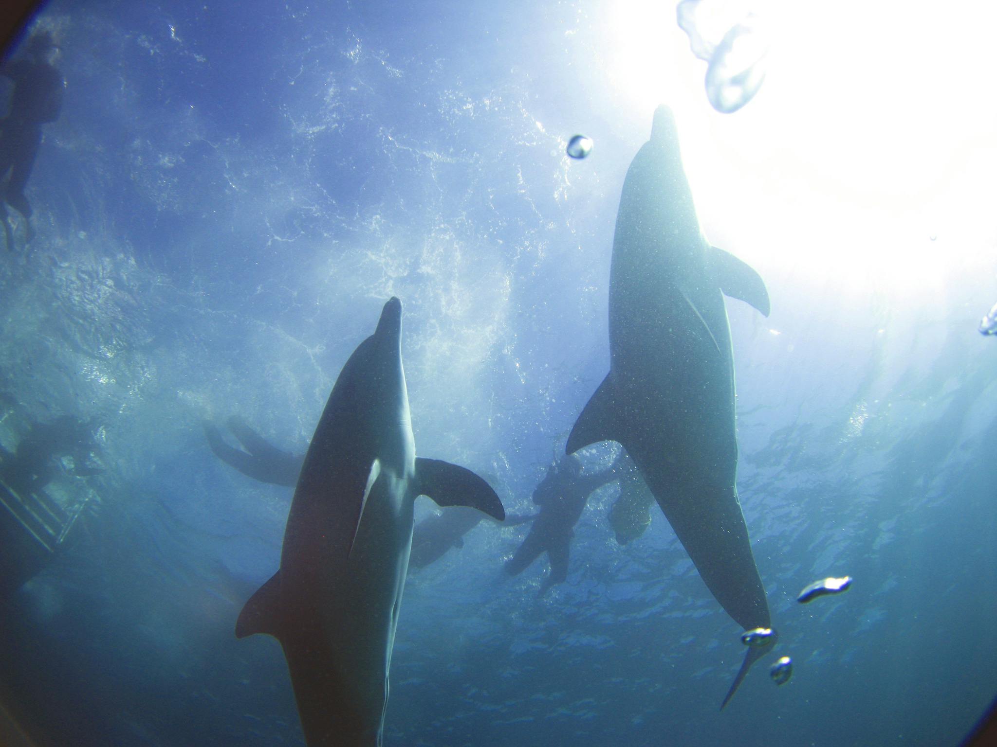 Rockingham Wild Encounters, Rockingham Beach, Western Australia