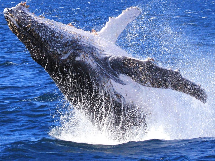 Breaching humpback