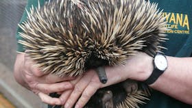 Kanyana Wildlife Rehabilitation Centre