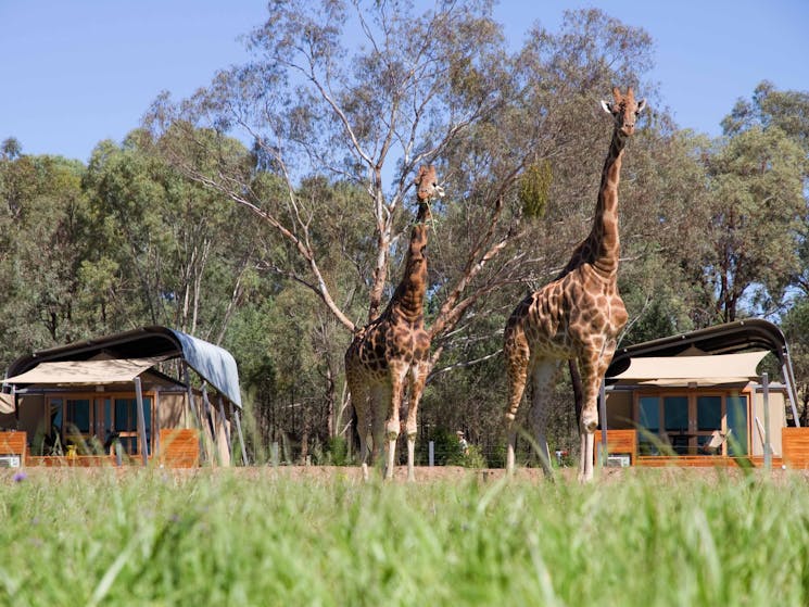 Giraffe on savannah and Savannah View Lodges at Zoofari Lodge, Taronga Western Plains Zoo Dubbo