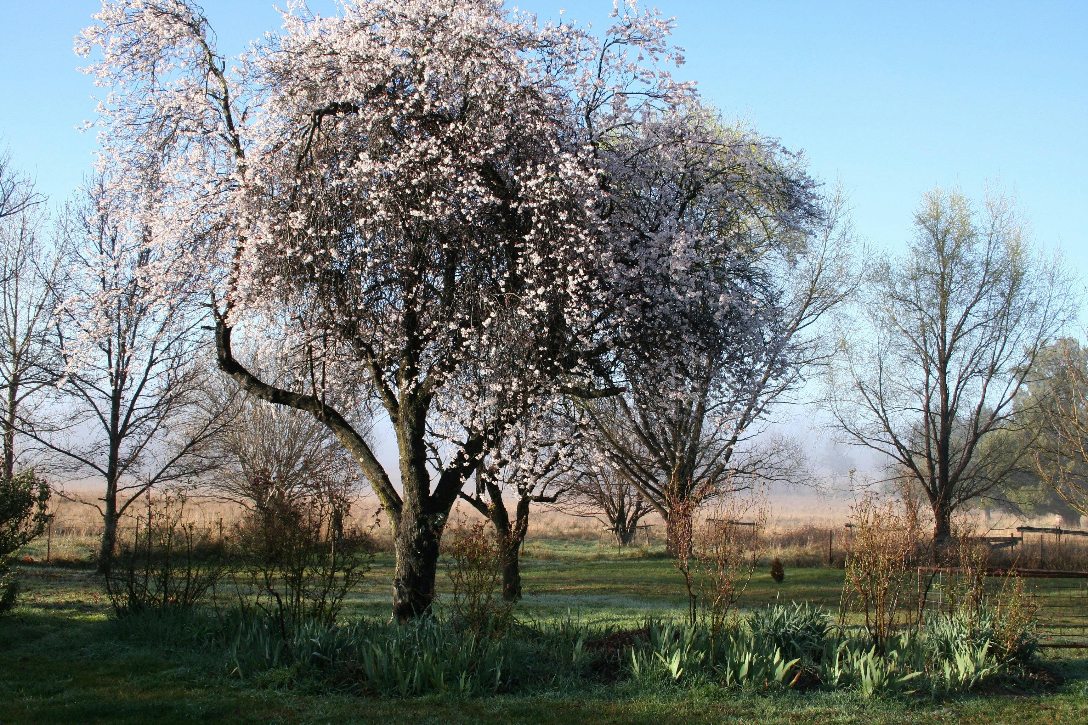 목장 너머 이른 아침