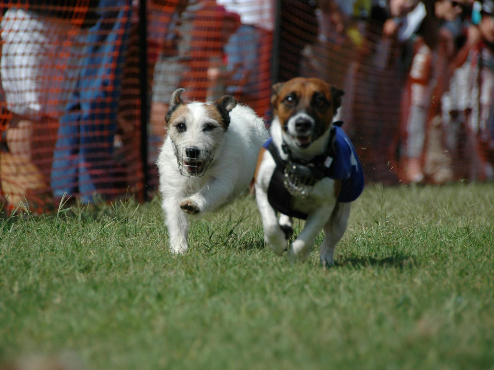 Image for Vacy Village Country Carnival