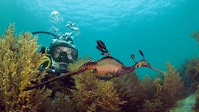 Scuba Dive with Seadragons