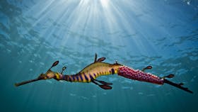 Snorkel with Seadragons