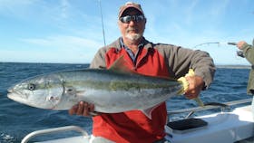 Kingfish