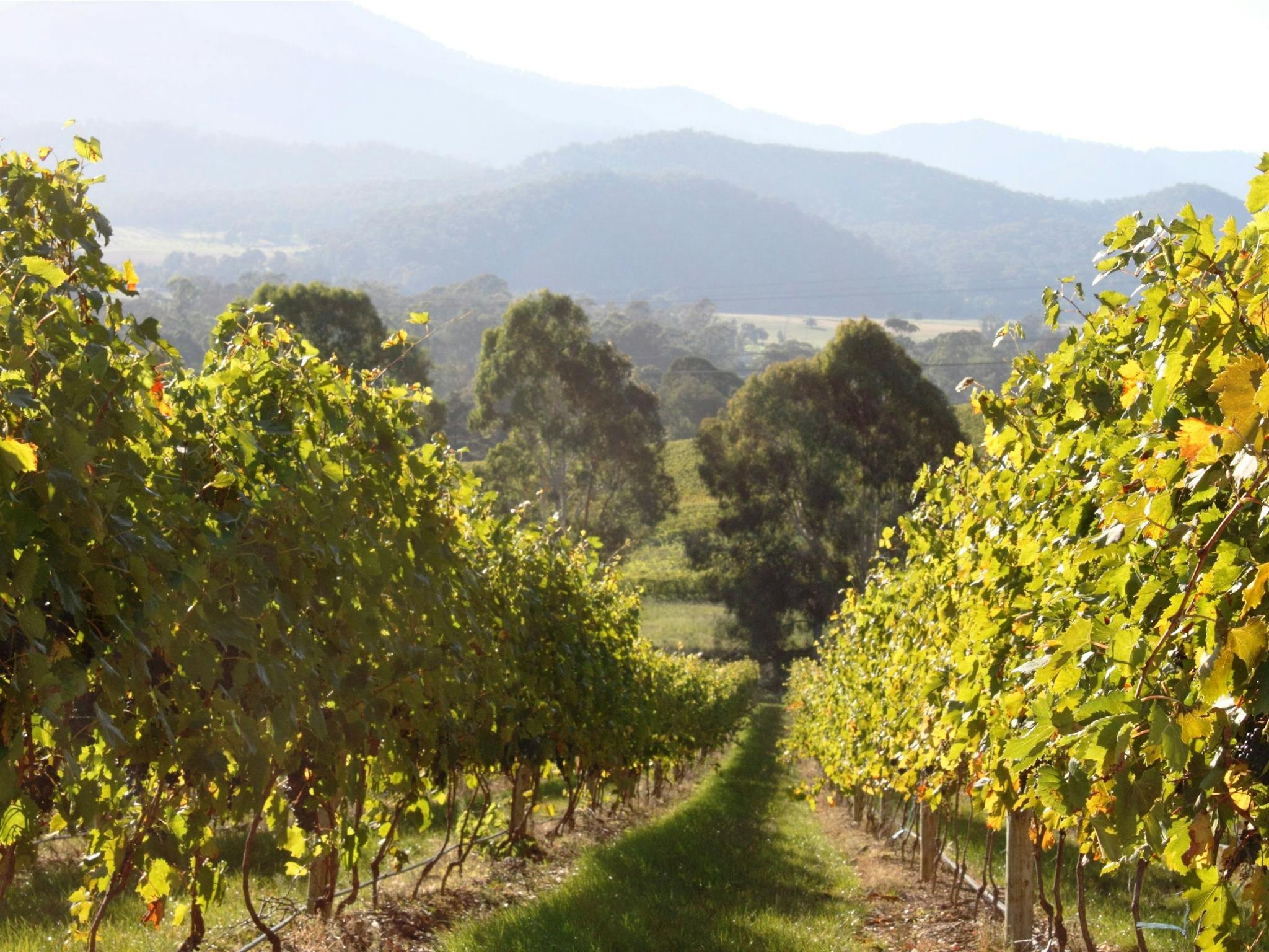 Pizzini Wines vineyards, King Valley