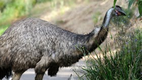 Worn Gundidj at Tower Hill Wildlife Reserve