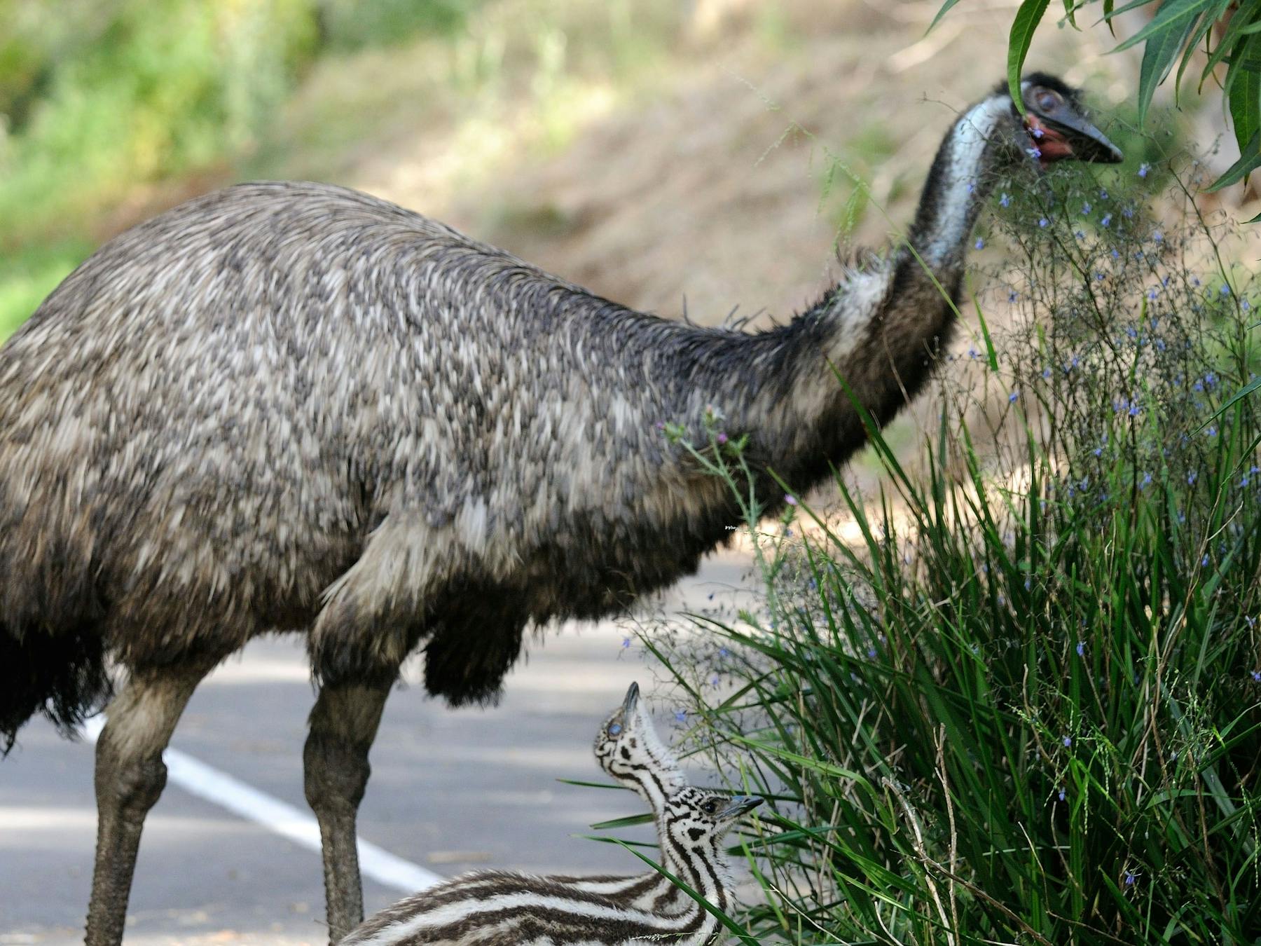 Worn Gundidj at Tower Hill Wildlife Reserve
