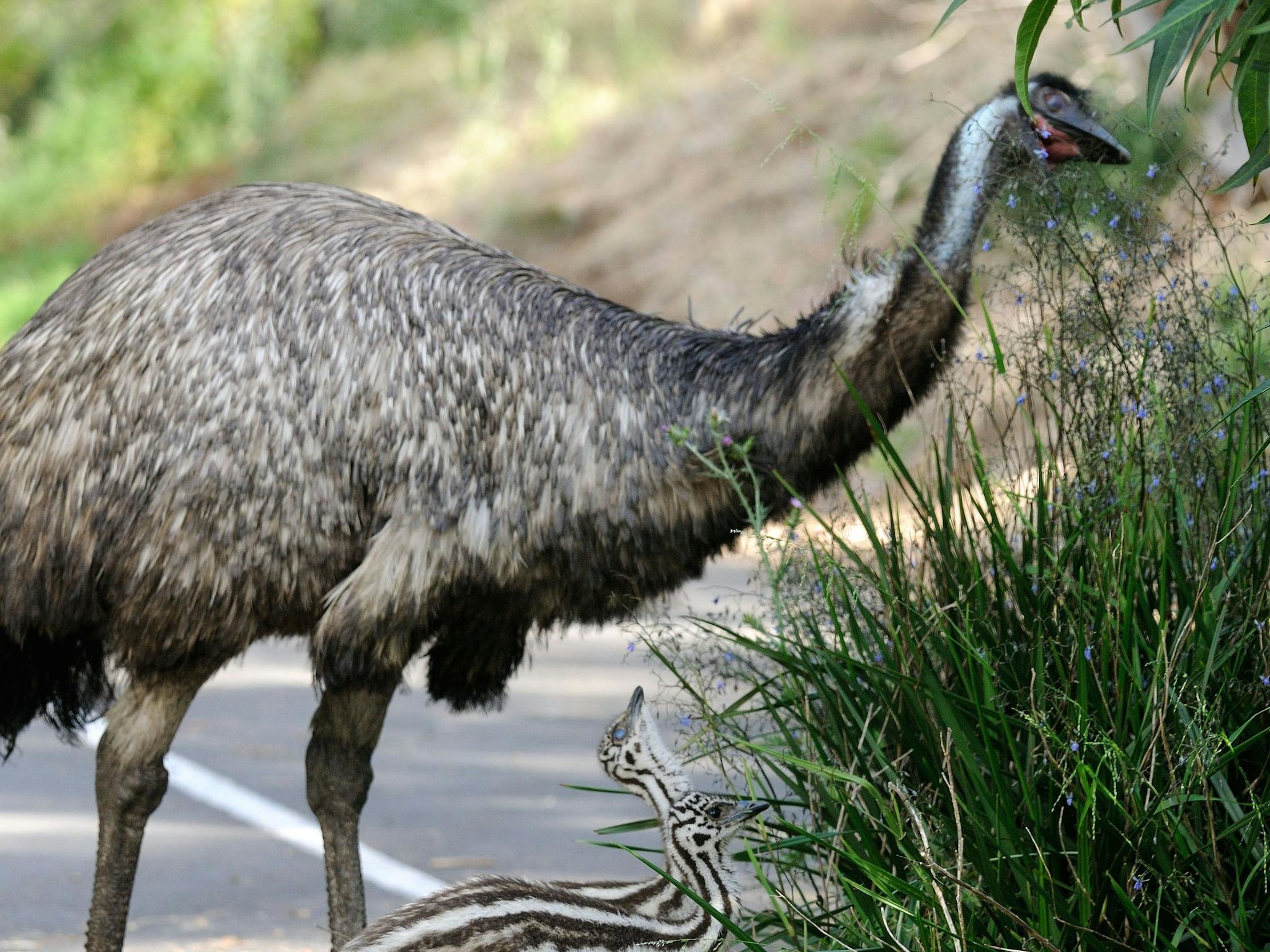 Worn Gundidj at Tower Hill Wildlife Reserve