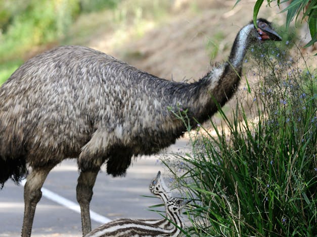 Worn Gundidj at Tower Hill
