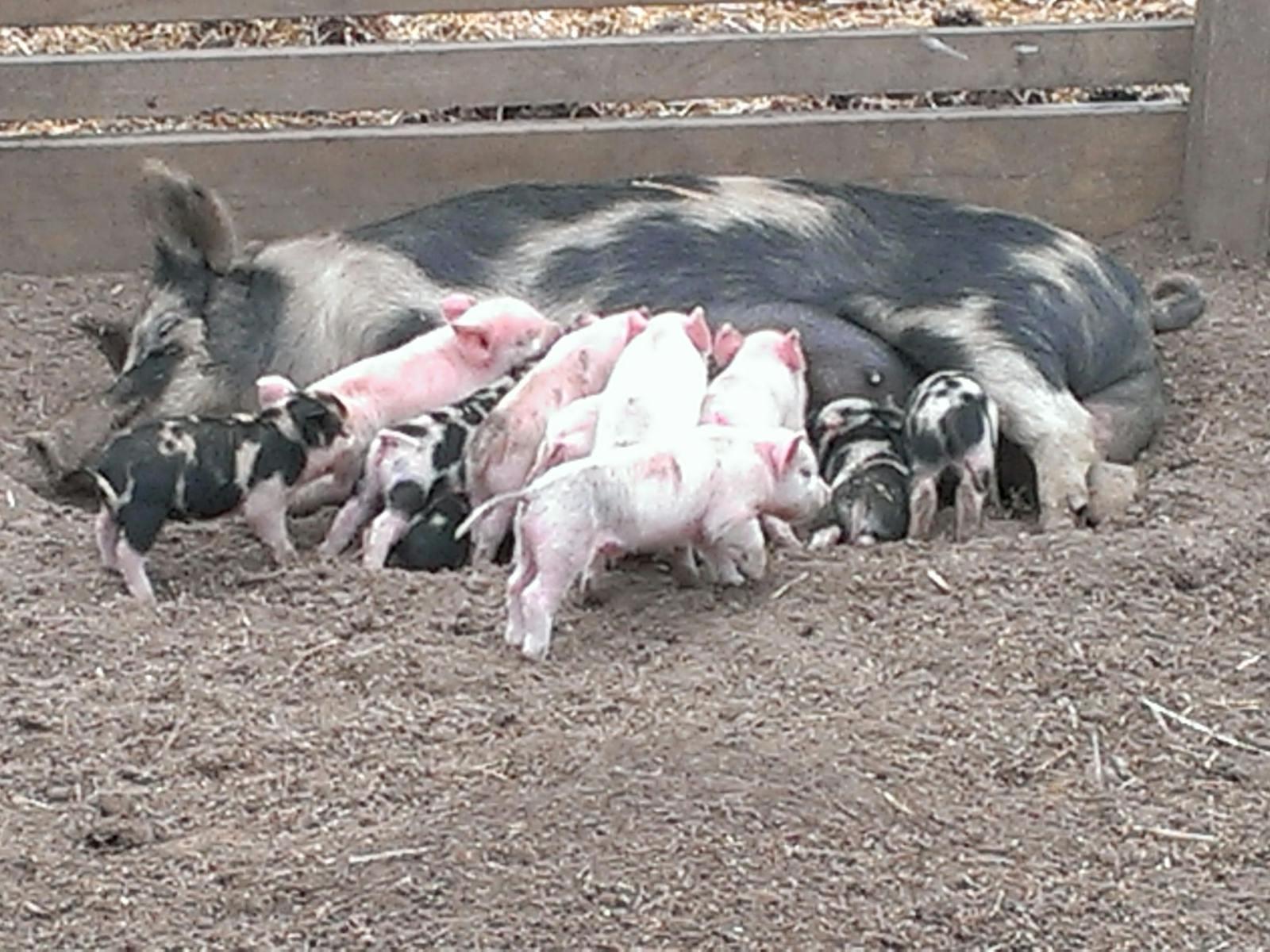 Animal Land Children's Farm