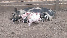 Animal Land Children's Farm