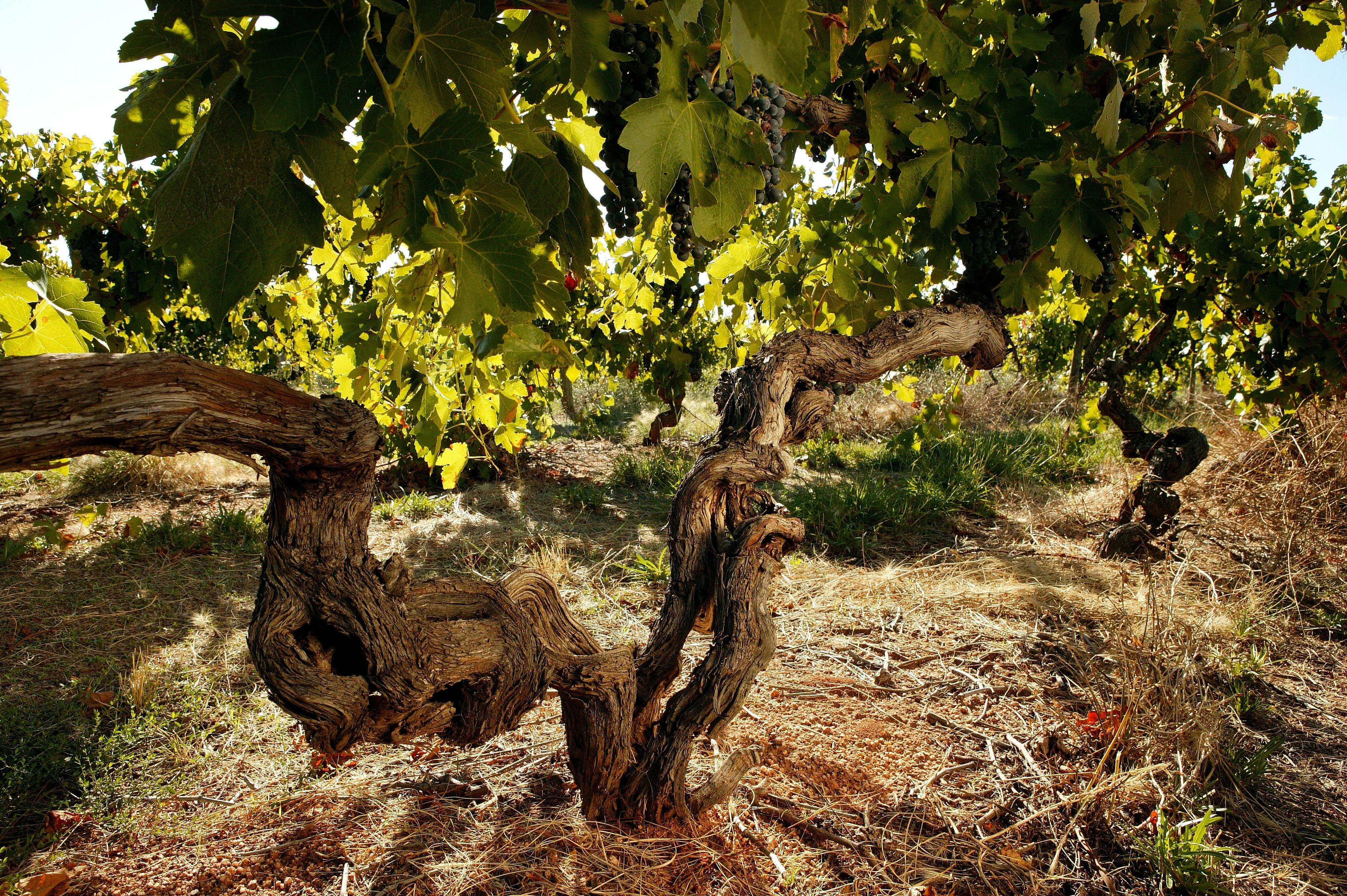 Baileys of Glenrowan