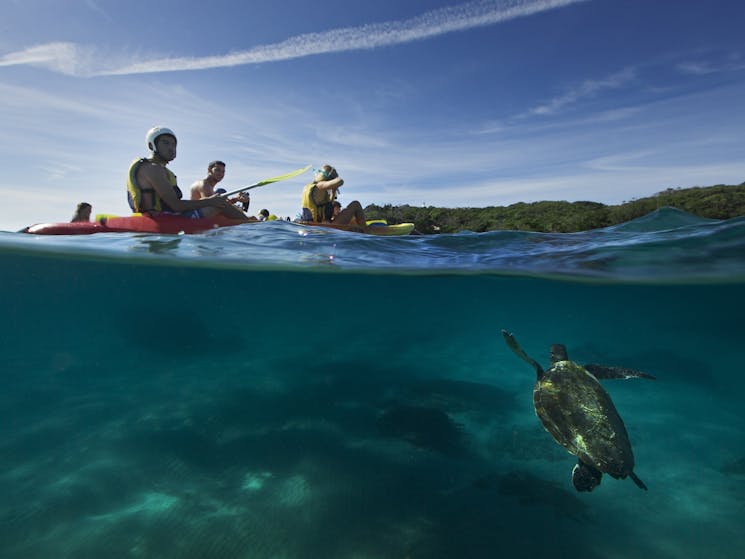 See turtles from your kayak