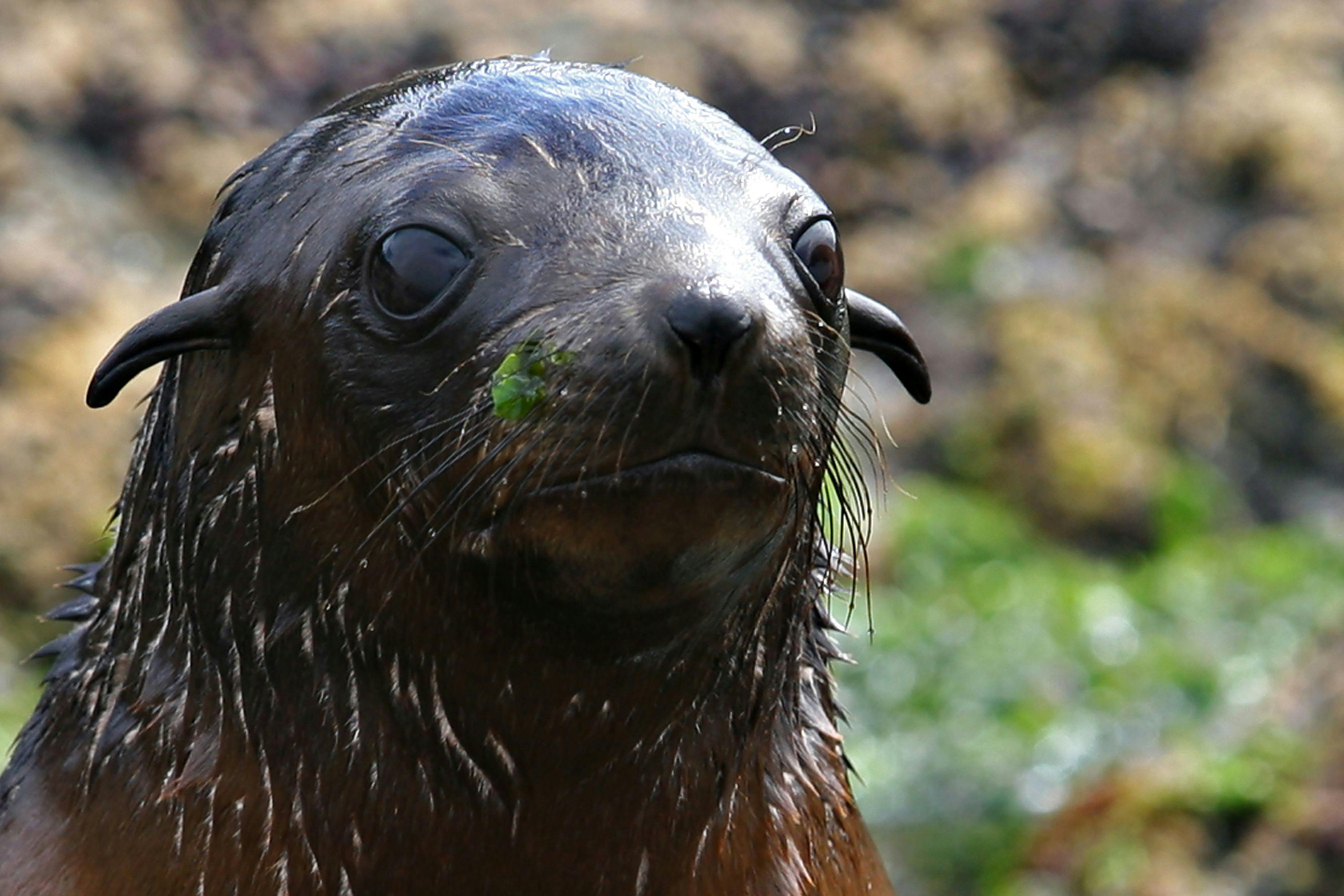 Phillip Island Seal Cruise