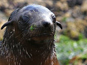 Seal pup up close!