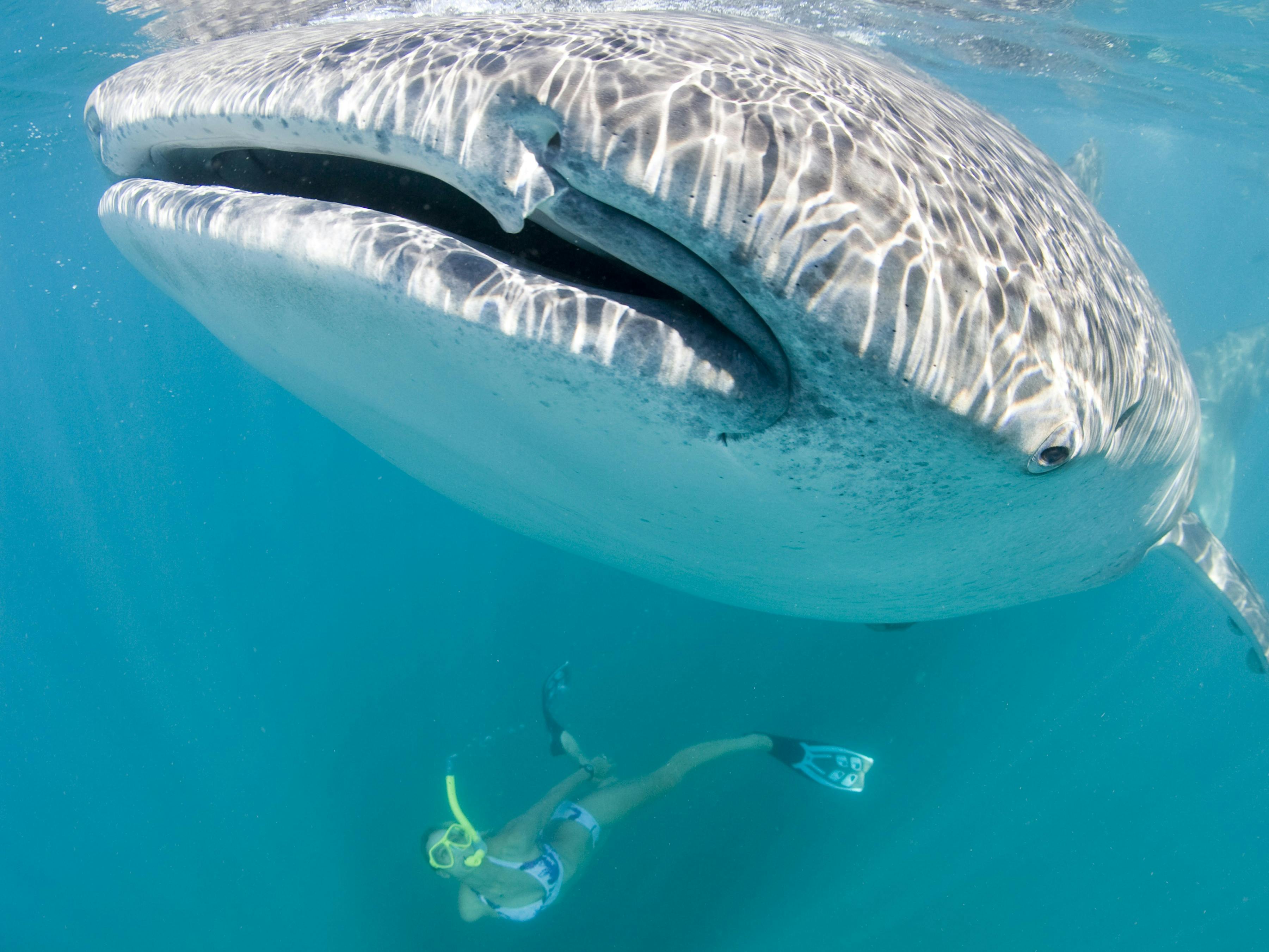 ホエールサメインタラクションツアー Tour Tourism Western Australia