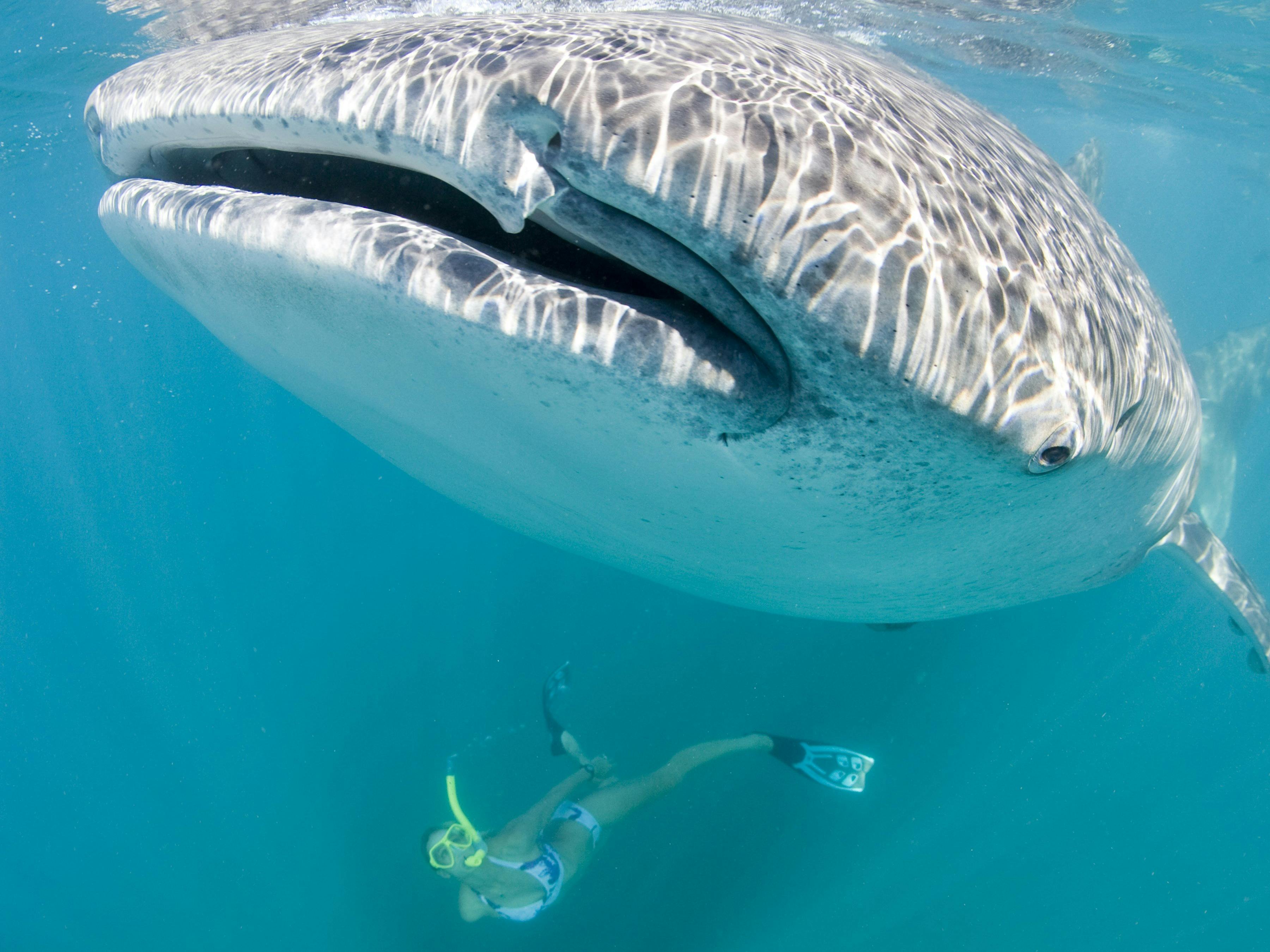 ホエールサメインタラクションツアー Tour Tourism Western Australia ホエールサメインタラクションツアー Tour Tourism Western Australia