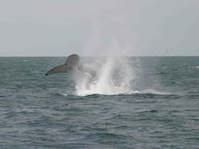 Ningaloo Whaleshark n Dive, Exmouth, Western Australia