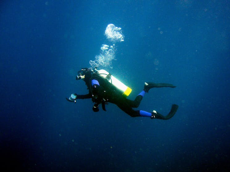 Pro dive tour Lord Howe Island