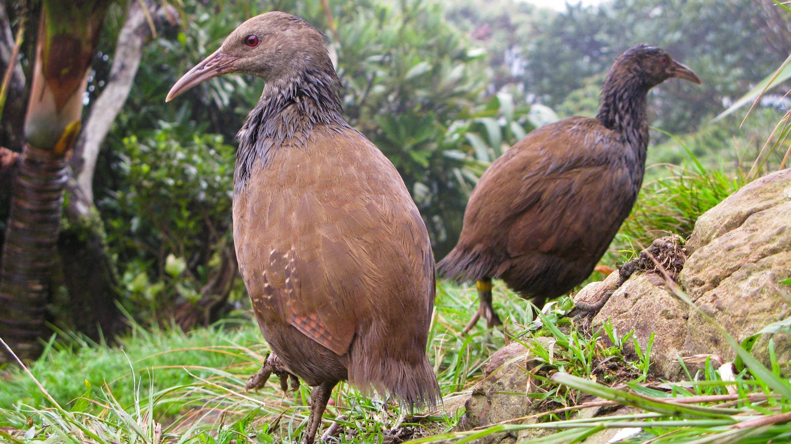 Lord Howe Island Nature Tours