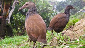 Birdwatching Lord Howe Island