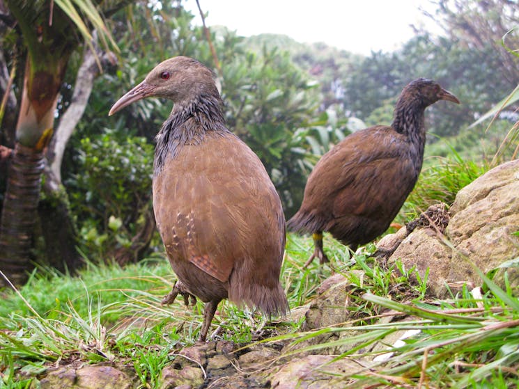 Birdwatching Lord Howe Island