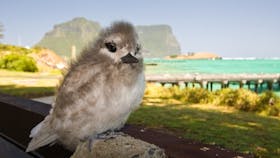 Birdwatching Lord Howe Island
