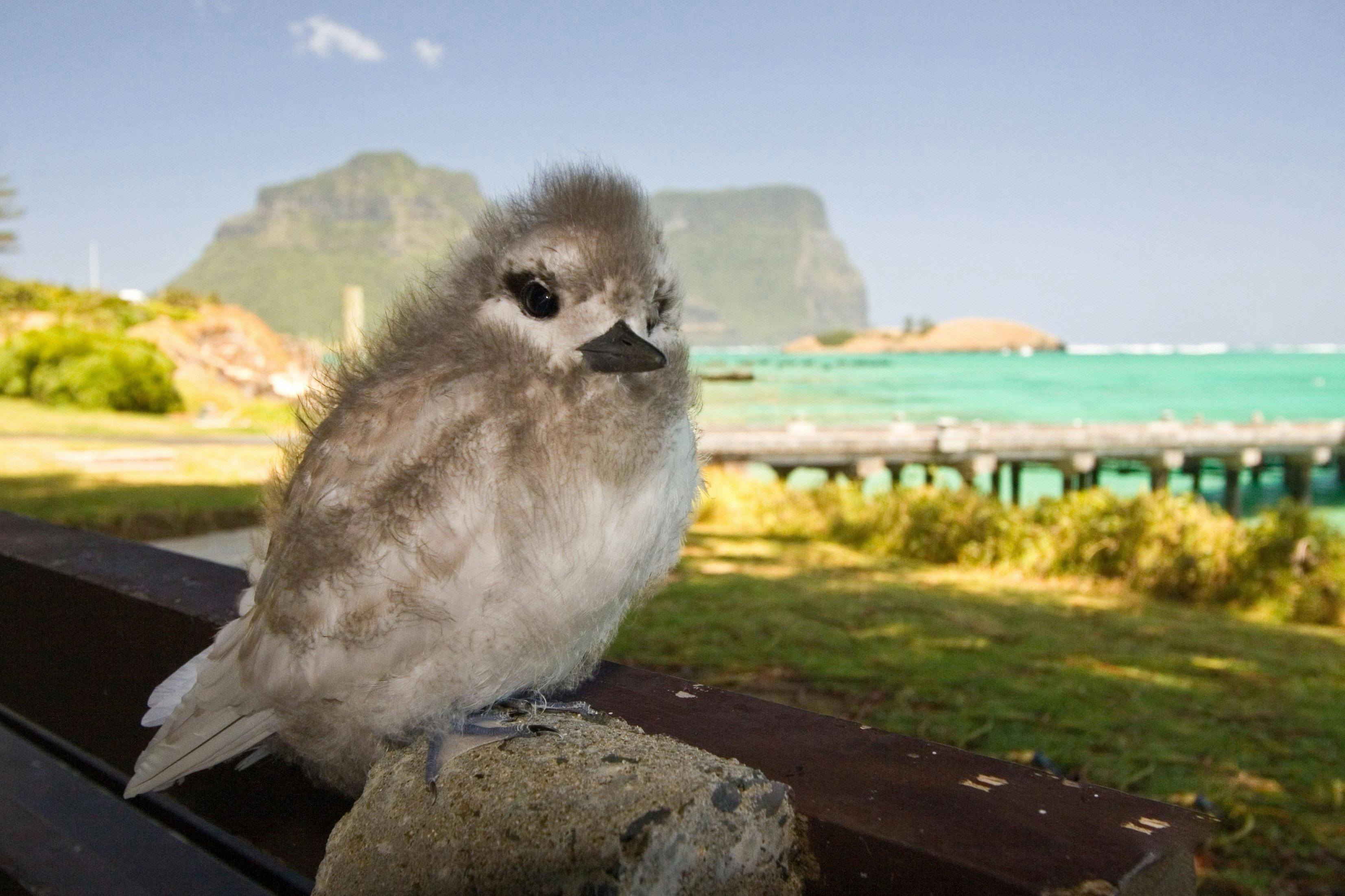 Lord Howe Island Nature Tours NSW Holidays & Things to