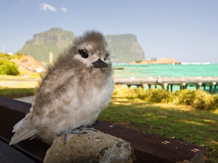 Birdwatching Lord Howe Island