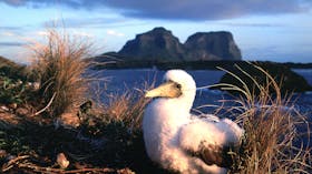 Birdwatching Lord Howe Island