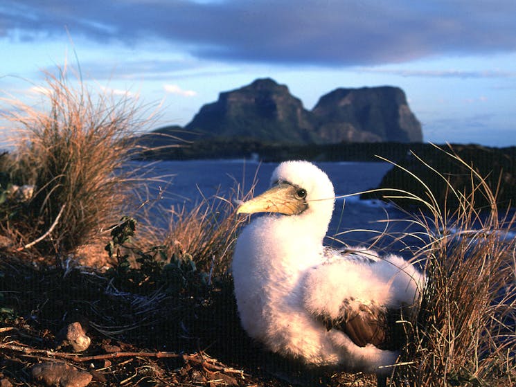 Birdwatching Lord Howe Island
