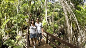 Bushwalking Lord Howe Island