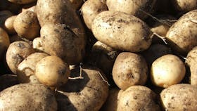 Guyra Lamb and Potato Festival