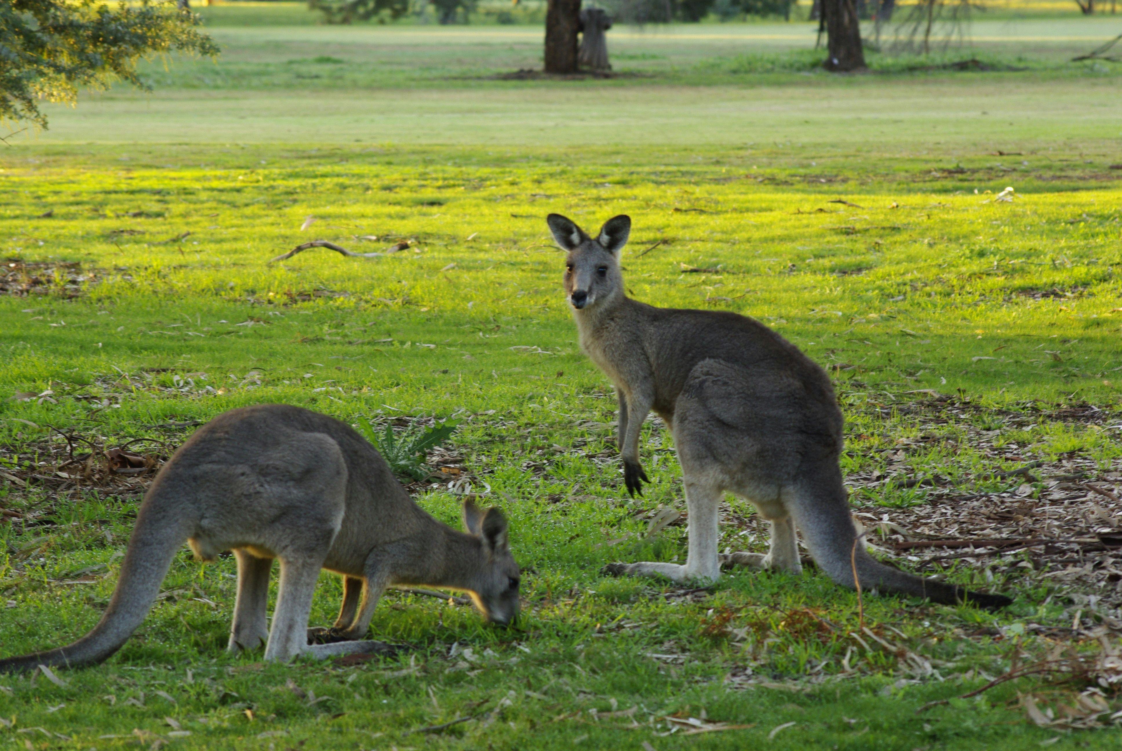 Benalla Golf Club