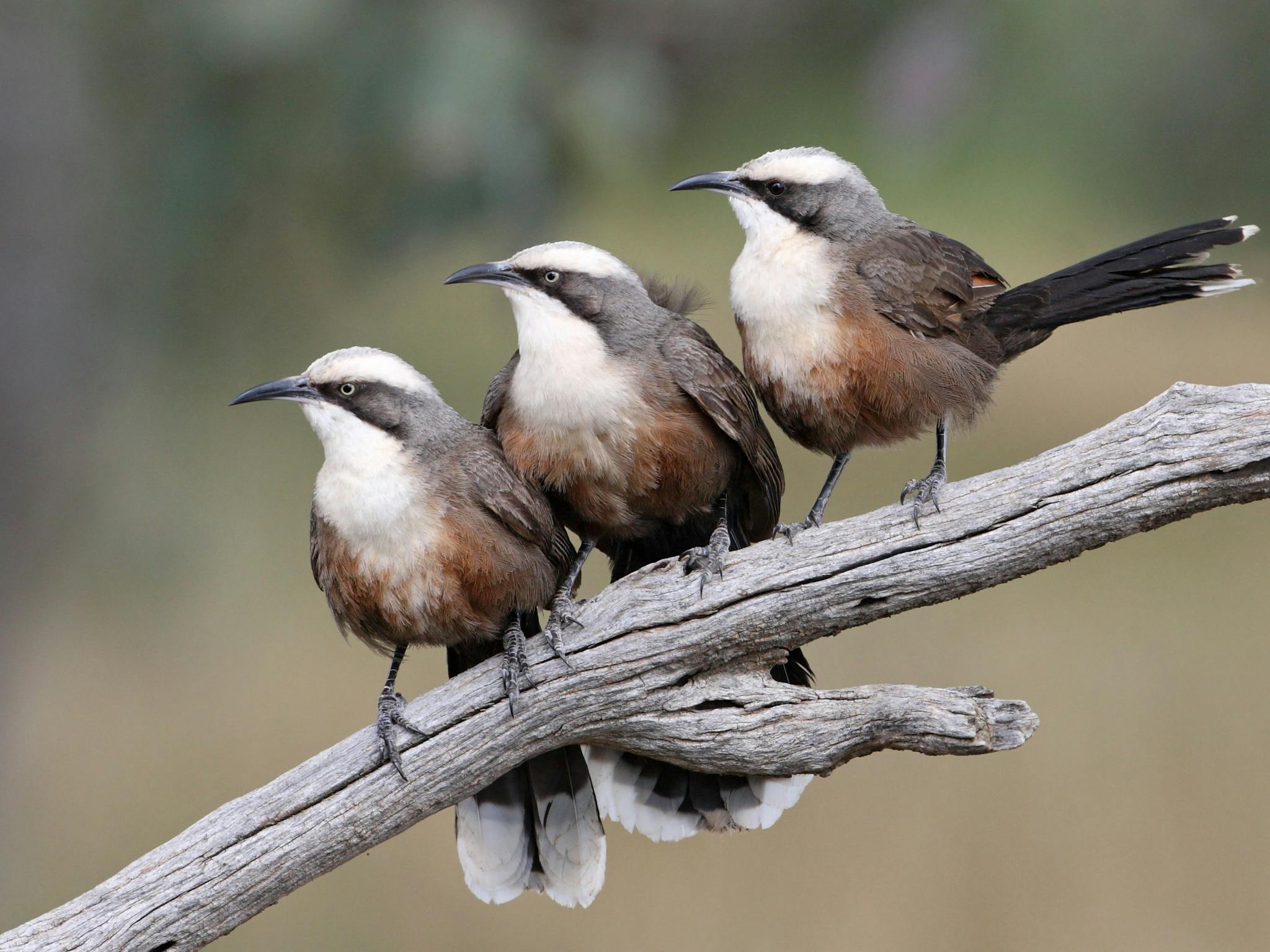 Three grey-browed babblers