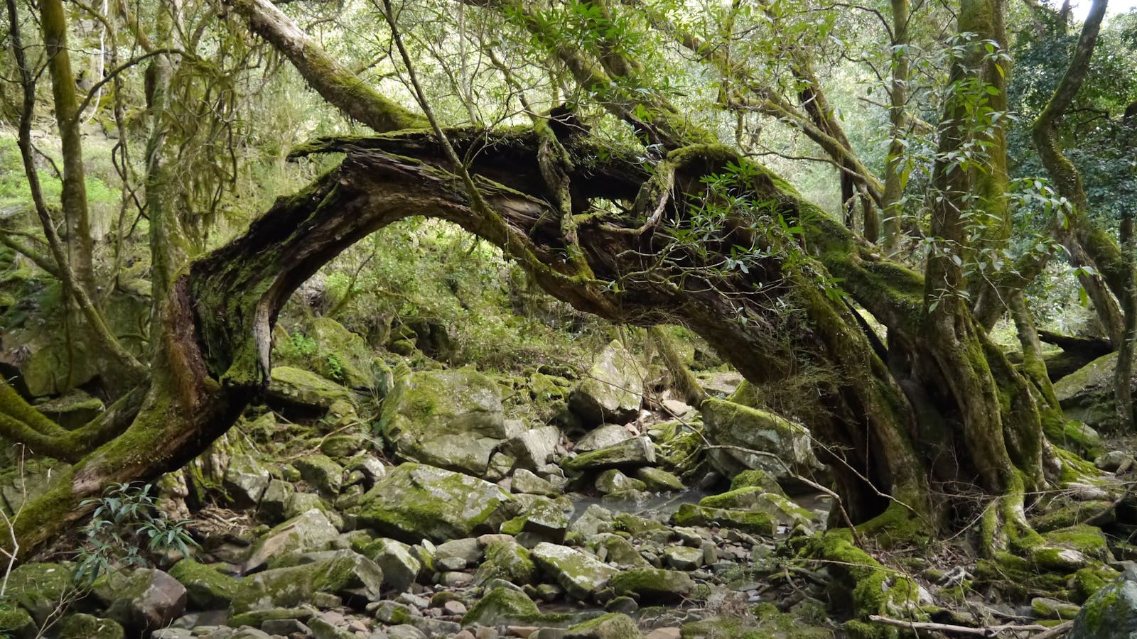 Mitchell River National Park