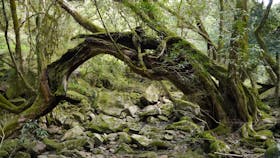 Mitchell River National Park