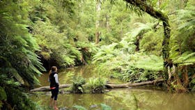 Morwell National Park