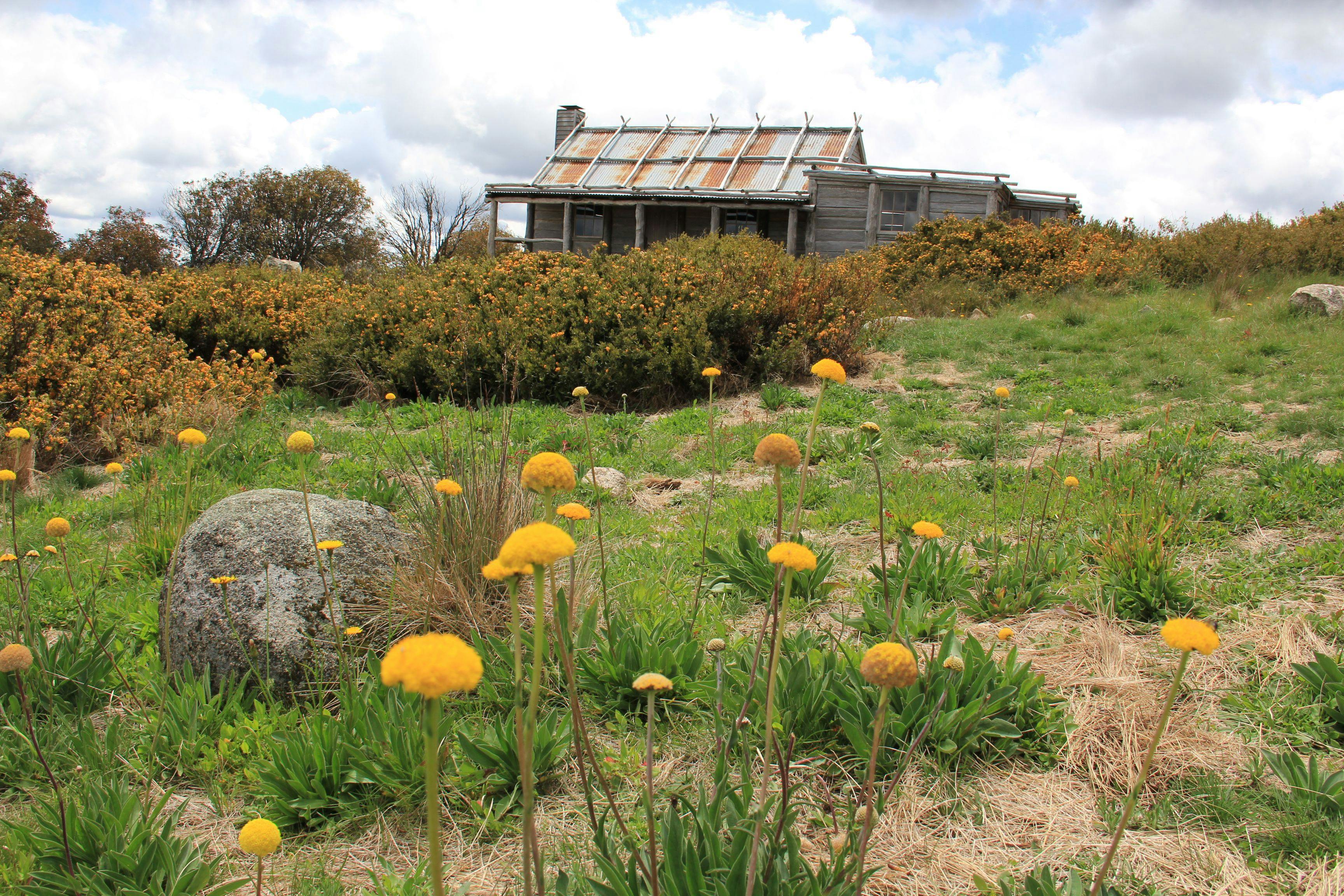 Alpine Helicopter Charter