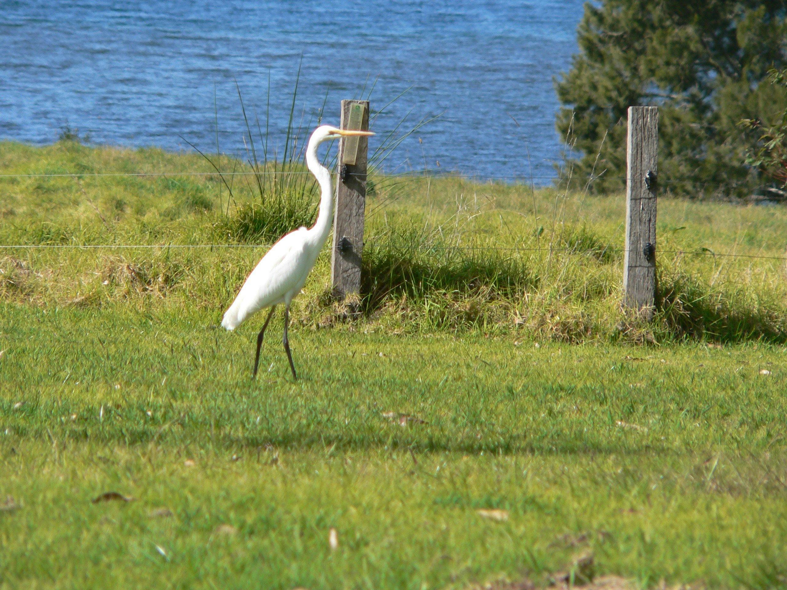 探索克拉克灣小屋的大白鷺
