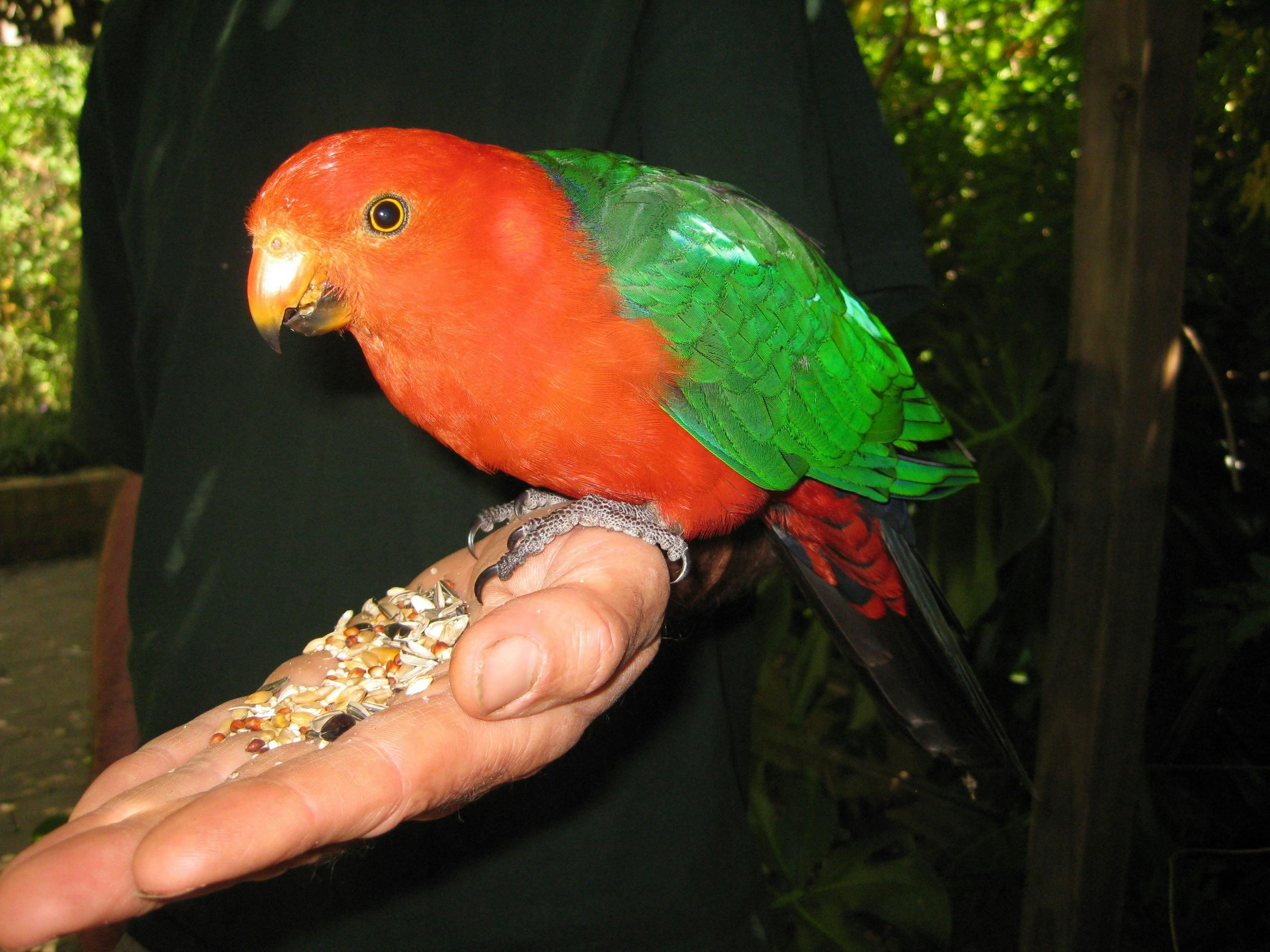 我們當地的一隻國王鸚鵡正在吃東西