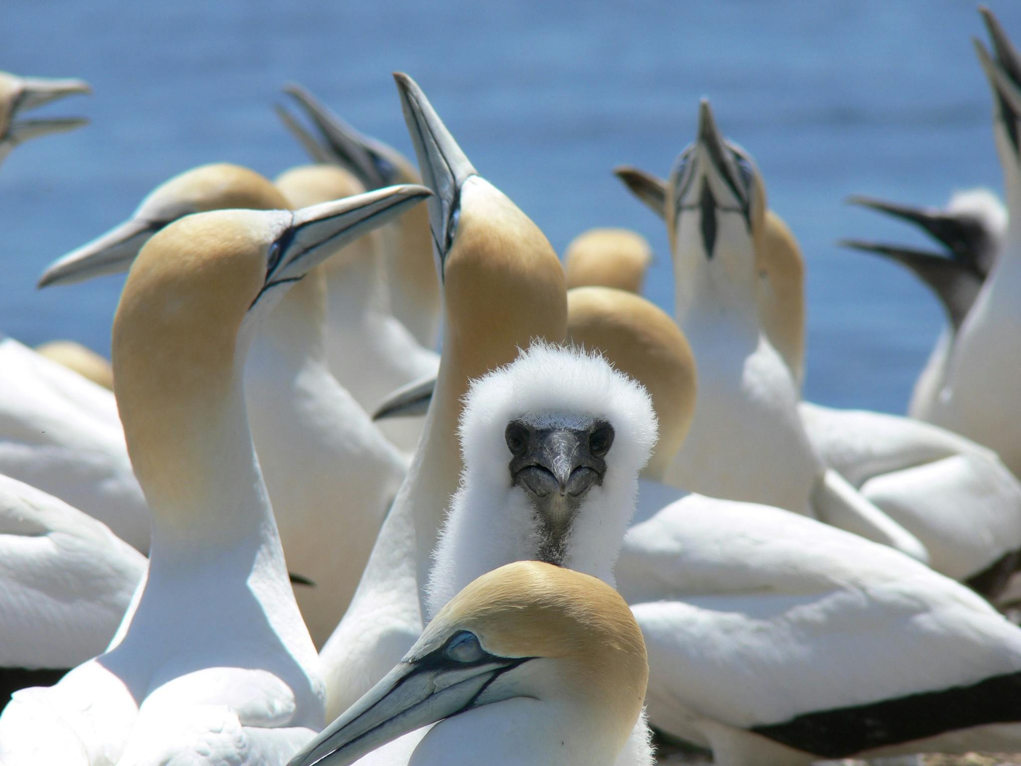 Gannets