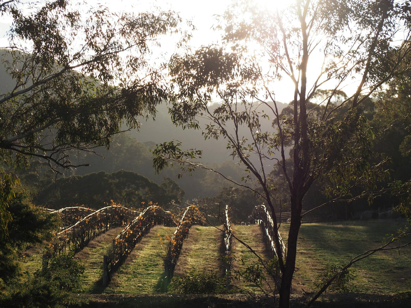 Mountainside Wines
