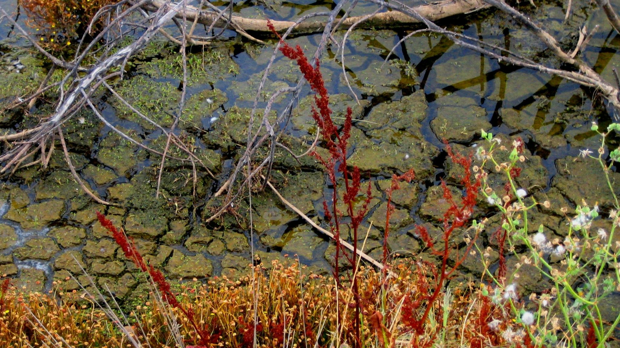 Cusson Lake's Edge in December