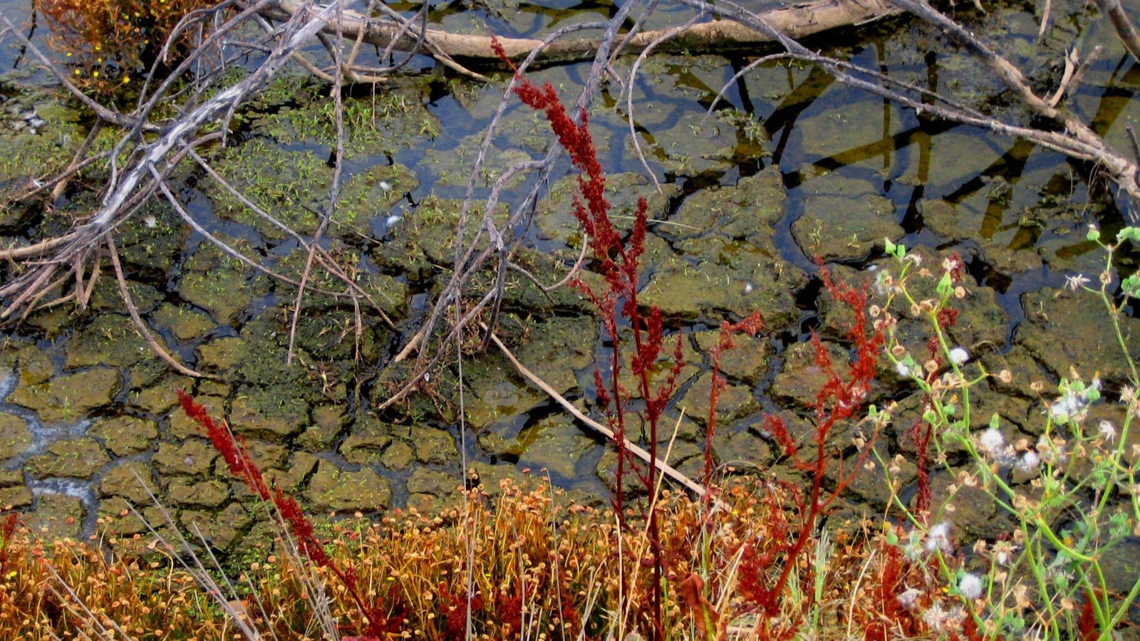 Cussen Park