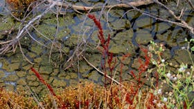 Cusson Lake's Edge in December