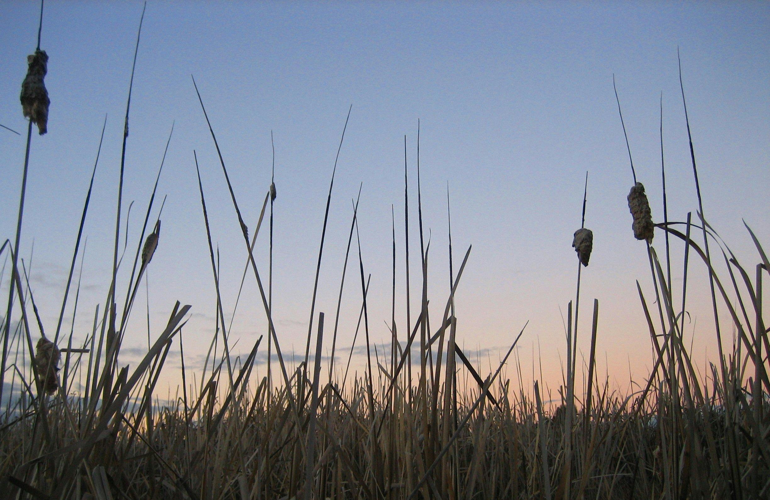 Rushes at Dusk - Cussen Park