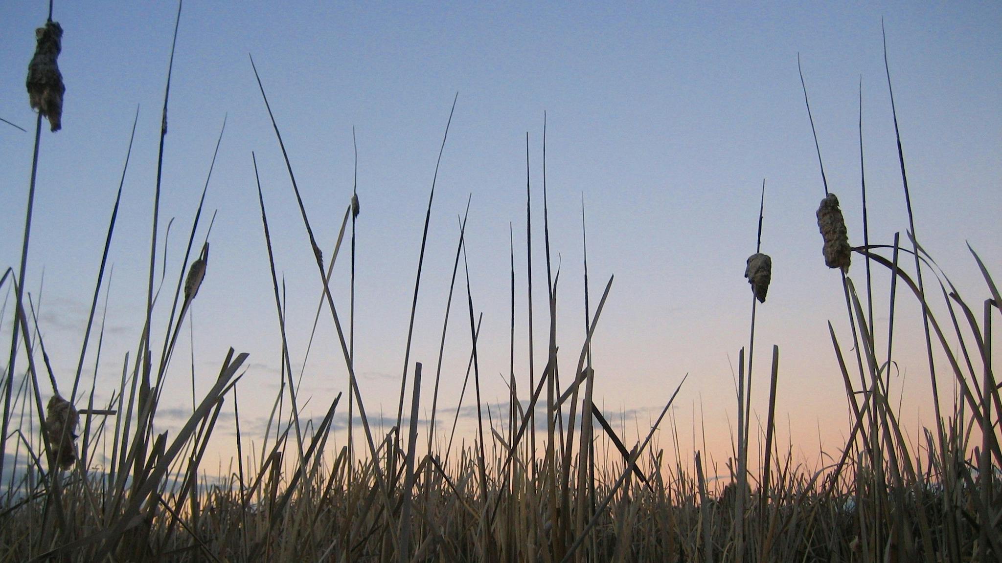 Rushes at Dusk - Cussen Park