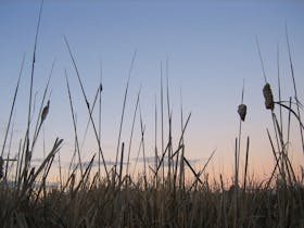 Rushes at Dusk - Cussen Park